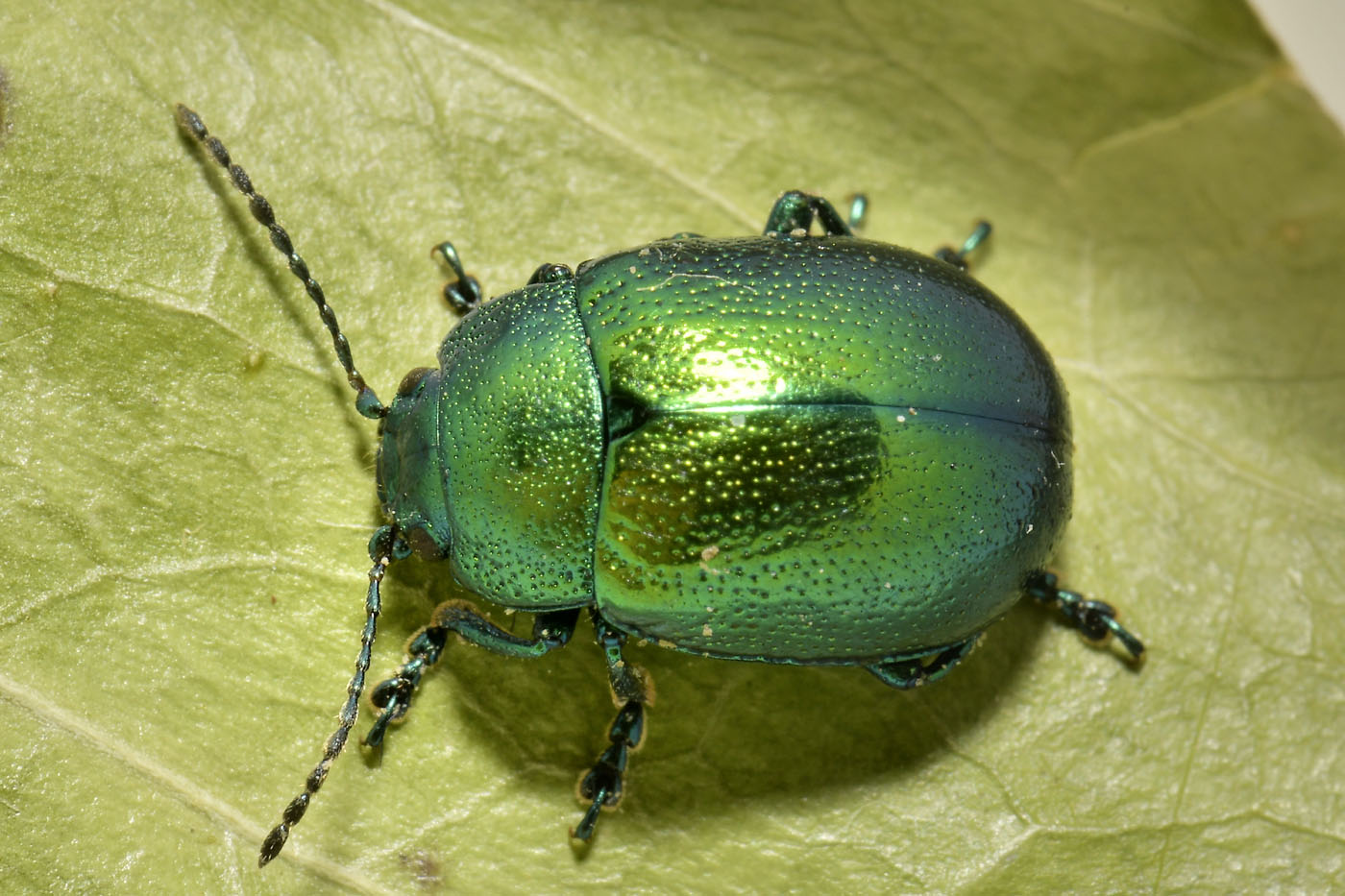 Chrysomelidae: Chrysolina herbacea? Sì